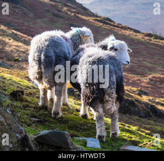 Herdwick sheep. A breed of domestic sheep native to the Lake District ...