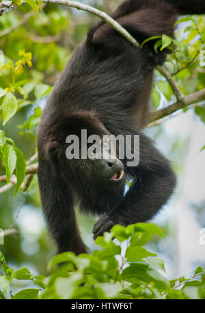 Guatemalan Black Howler Monkey (Alouatta pigra) Endangered, Wild, Community Baboon Sanctuary, Belize, Central America Stock Photo