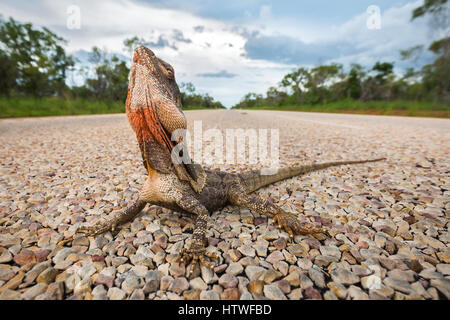 Frilled-neck Lizard (Chlamydosaurus kingii) Stock Photo