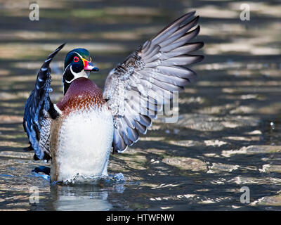 Male Wood Duck Flapping Wings Stock Photo