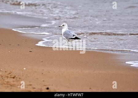 Annapolis, MD, USA - March 14, 2017: A Gull (Laridae) sitting on the beach at the Sandy Point State Park.