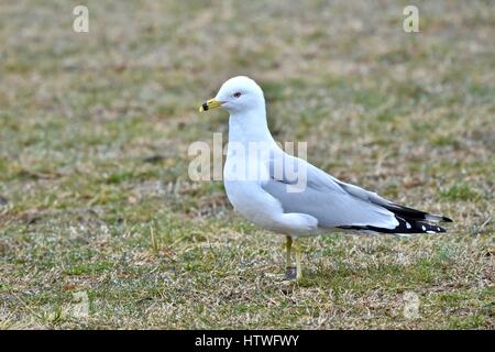 Annapolis, MD, USA - March 14, 2017: A Gull (Laridae) stands in the grass at the Sandy Point State Park.