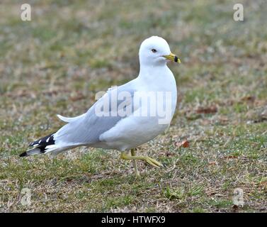 Annapolis, MD, USA - March 14, 2017: A Gull (Laridae) stands in the grass at the Sandy Point State Park.