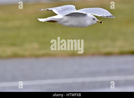 Annapolis, MD, USA - March 14, 2017: A Gull (Laridae) flying low above the road