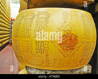 PARMA, ITALY - APRIL 24, 2012: The marked wheel of parmegiano reggiano (parmesan) is aging in maturation room of Caseificio la Traversetolese factory, Stock Photo