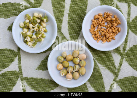 sprouts emerging from mung beans, green peas, and wheat berries. Germinated seeds are ready either for eating, or for small scale planting, such as pa Stock Photo