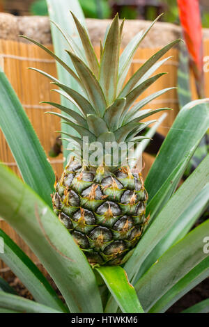Ornamental pineapple, Ananas nanus, growing in a Chinese-themed garden in Edmonton, Alberta. Stock Photo