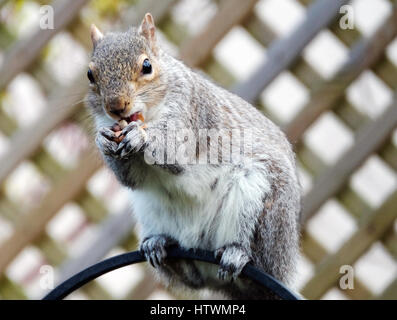a Grey Squirrel eating peanuts on top of a bird feeder, Scotland, UK Stock Photo