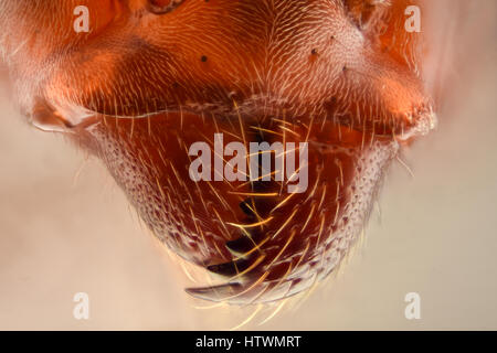 Extreme magnification - Ant head details Stock Photo