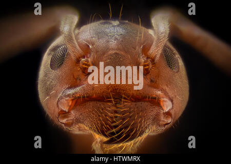 Extreme magnification - Ant head details Stock Photo