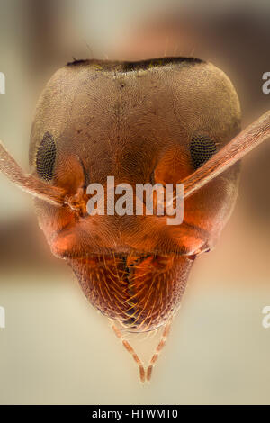 Extreme magnification - Ant head details