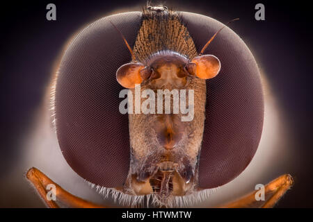 Extreme magnification - Hoverfly, front view Extreme magnification - Hoverfly, front view