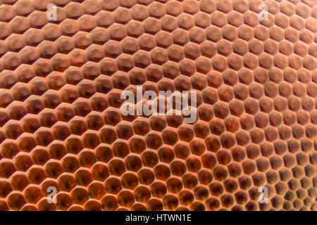 Extreme magnification - Dragonfly compound eye texture at 20x Stock Photo