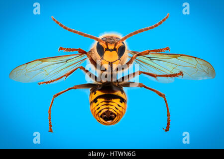 Extreme magnification - Giant Wasp anatomy Stock Photo