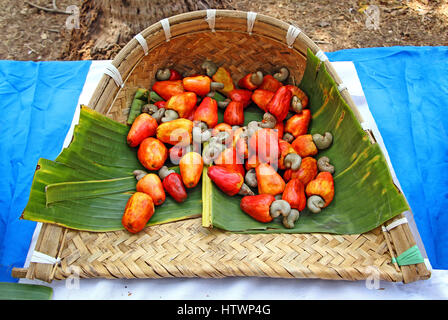 Harvested ripe cashew nuts with apple, anacardium occidentale, collected in traditional cane tray in Goa, India. Cashew seeds are used in recipes. Stock Photo