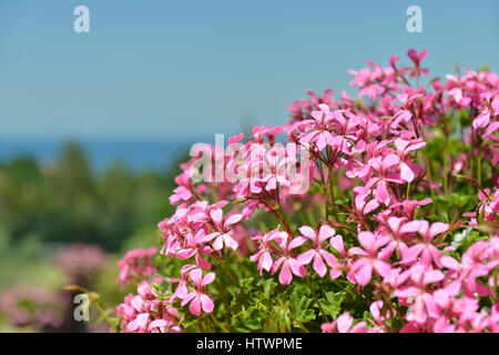 Pelargonium zonale, geranio, Geraniaceae Stock Photo