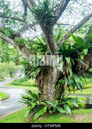 A bird's-nest fern, Asplenium nidus, growing on a tree in a parkland in Singapore. Stock Photo