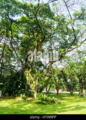 Bird's-nest ferns, Asplenium nidus, growing on a tree in a parkland in Singapore. Stock Photo