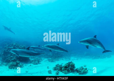 Bottlenose dolphins (Tursiops truncatus), Red Sea, Egypt Stock Photo