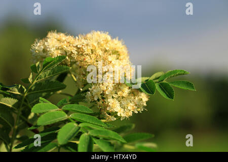 Species of Sorbus  are commonly known as whitebeam, rowan, service tree, and mountain-ash. Stock Photo