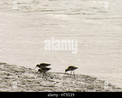 Three snipes on the muddy bank of the River Colne in Wivenhoe. Stock Photo