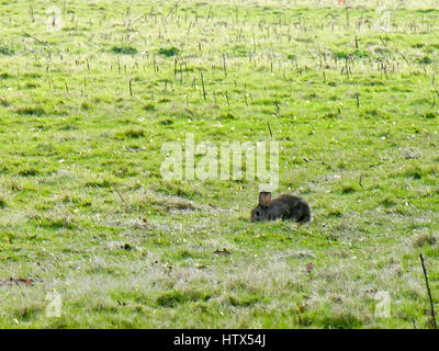 A peaceful rabbit grazes on a field in the distance. Stock Photo