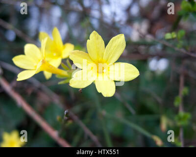 Some lovely yellow flowers. Stock Photo