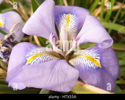 A lush purple flower with ornate pattern. Stock Photo
