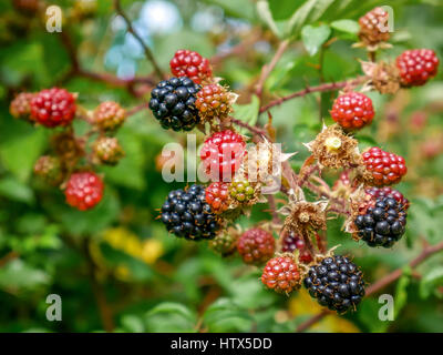 Close up of ripening red and black blackberries growing on bush lit by sunlight, East Lothian, Scotland, UK Stock Photo