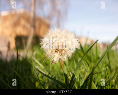 A gorgeous dandelion. Stock Photo