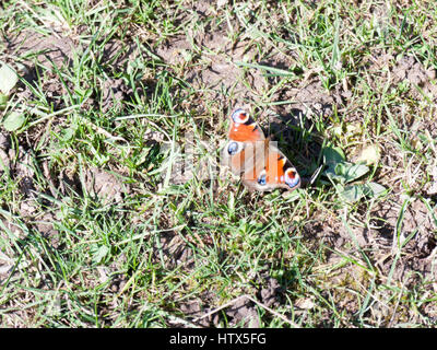 A red butterfly resting on the ground and in the sun. Stock Photo