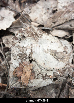 A macro-shot of the dead, leafy ground. Stock Photo