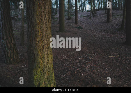 Dark Forest in Autumn.With selective focus on tree bark and plenty of copy space Stock Photo