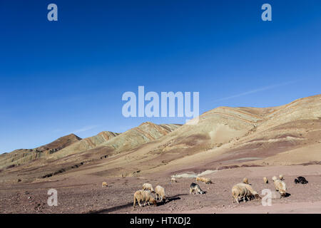 Sheep and goats grazing on stony ground plains on slopes of High Atlas mountains in Morocco Stock Photo