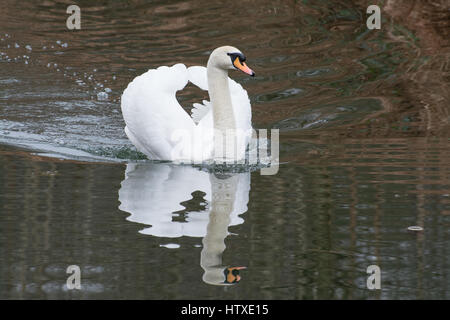 Mute swan (Cygnus olor) swimming on canal Stock Photo