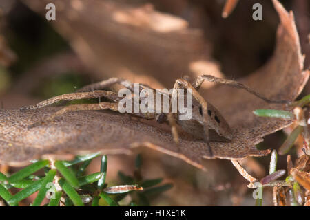 Close-up of male nursery web spider in Surrey heathland Stock Photo