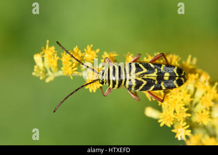 long-horned beetle on flower Stock Photo