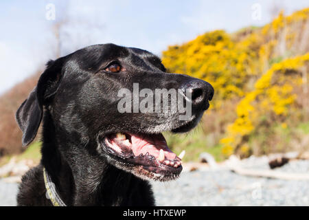 Portrait of black Dog Stock Photo