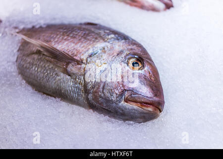 Red thai snapper whole fish on ice on display in market Stock Photo