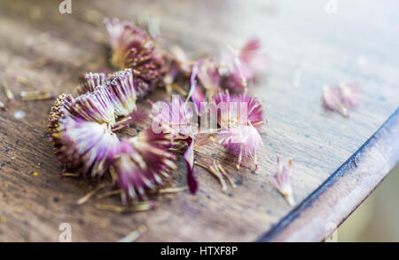 Dried purple gerbera daisy seeds on table macro closeup Stock Photo