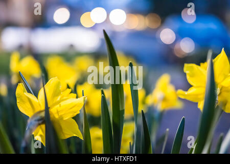 Many yellow daffodils viewed from behind with green leaves during blue hour Stock Photo
