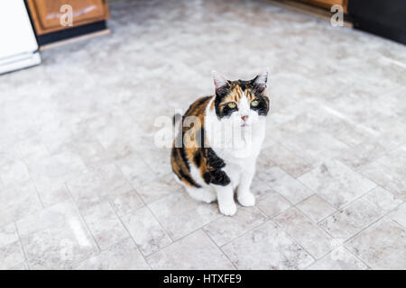 Hungry calico cat sitting on kitchen floor Stock Photo