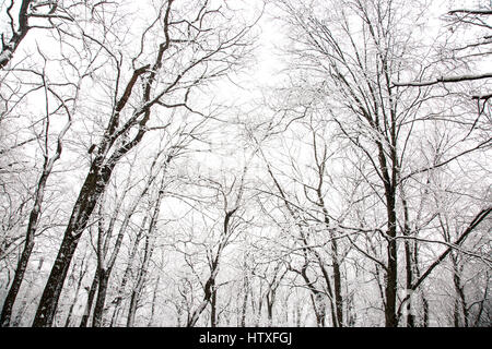 Snowy day in the park. Stock Photo