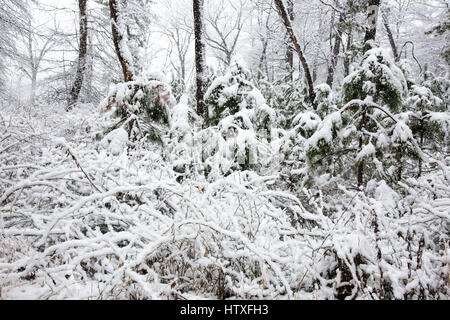 Snowy day in the park. Stock Photo