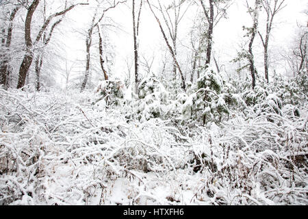 Snowy day in the park. Stock Photo