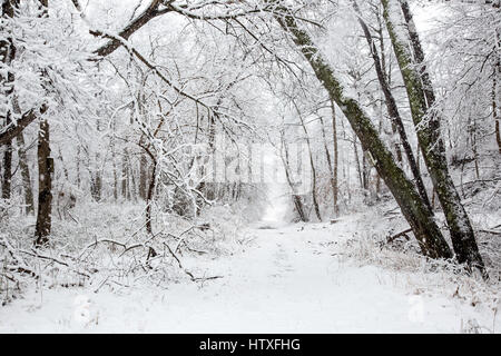 Snowy day in the park. Stock Photo