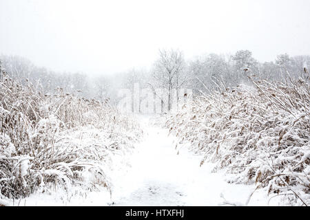Snowy day in the park. Stock Photo