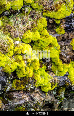 Close up of moss on a rock wall forming an abstract image. Stock Photo