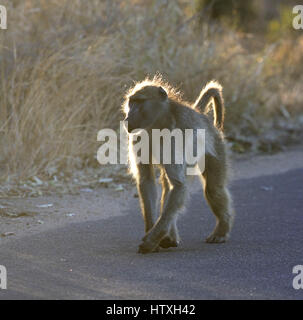 Chacma Baboon is backlit in morning sun Stock Photo