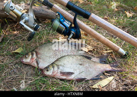 Catching freshwater fish and fishing rods with reels on green grass. Several bream fish on natural background. Catching fish - common bream. Stock Photo